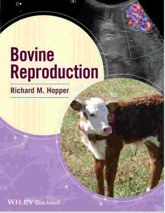 bovine  reproduction